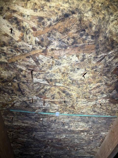 Close-up of mold-affected wood sheathing before remediation